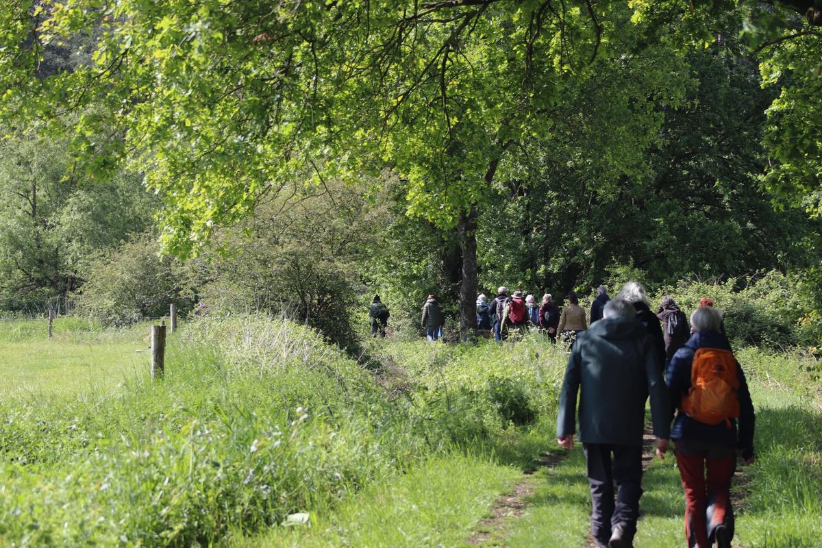 Wandelaars op een bospad in de Merode